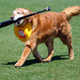 Illustration for article titled Minor League Bat Dog Of 11 Years Dies